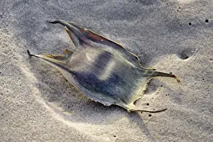 North Sea Prints: Thornback Ray - ray eggcase on the beach - Belgium