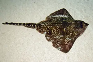 Thornback ray on seabed- European seas