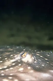 Skates Prints: Thornback Skate - eye