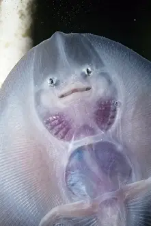 Thornback Skate - underside of young UK marine