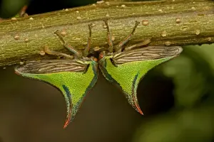 Bugs Prints: Thornbugs - Costa Rica - family membracidae