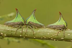 Images Dated 19th August 2011: Thornbugs - Costa Rica - family membracidae