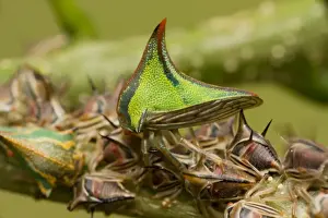 Thornbugs - Costa Rica - family membracidae