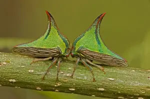 Defence Prints: Thornbugs - Costa Rica - family membracidae