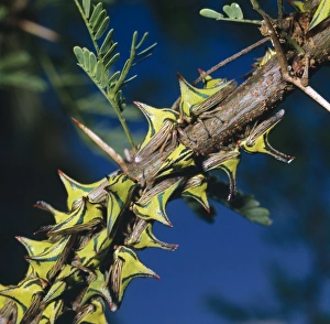 Images Dated 27th May 2005: Thornbugs - group on branch