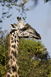 Zambia Gallery: Thornicroft Giraffe (Giraffa camelopardalis)