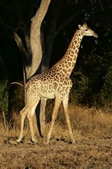 Images Dated 8th July 2004: Thornicroft's Giraffe. South Luangwa Valley National Park - Zambia - Africa