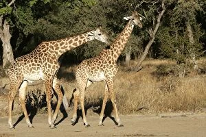 Images Dated 8th July 2004: Thornicroft's Giraffe - two. South Luangwa Valley National Park - Zambia - Africa