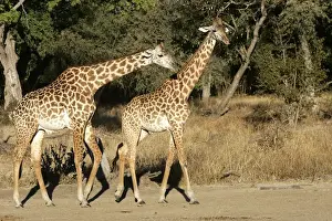 Thornicroft's Giraffe - two. South Luangwa Valley National Park - Zambia - Africa. Endemic subspecies of South Luangwa Valley National Park is geographically isolated from any other giraffe species