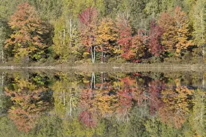 Maples Prints: Thornton Lake with Autumn Colours of Maples Reflected Upper Penninsular Michigan