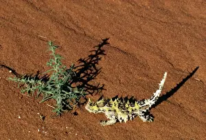 Devil Prints: Thorny Devil