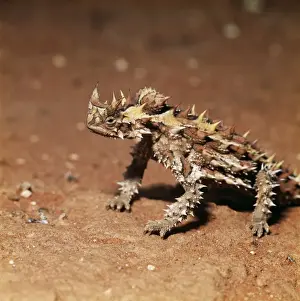 Devil Prints: Thorny Devil Lizard