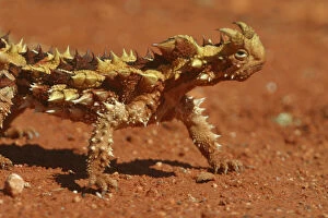 Unusual Collection: Thorny Devil Near Newhaven Station, Nthn Territory, Australia