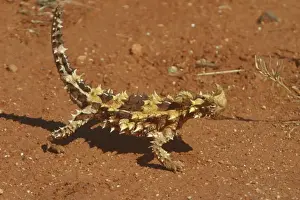 Thorny Devil Near Newhaven Station, Nthn Territory, Australia