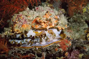 Indo Pacific Prints: Thorny Oyster - cave dweller Great Barrier Reef, Indo Pacific