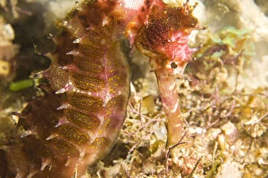 Thorny Seahorse (Hippocampus hystrix), Underwater