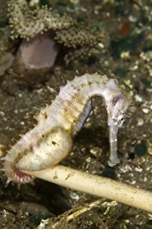 Images Dated 9th November 2010: Thorny Seahorse - Indonesia