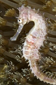 Fish Collection: Thorny Seahorse - Indonesia