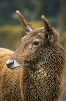 Thorold's / White-lipped Deer - female Tibet & China