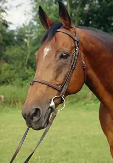 Pricked Ears Prints: Thoroughbred Horse JD 9186E © John Daniels / ARDEA LONDON