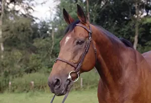 Equipment Prints: Thoroughbred Horse JD 9191E © John Daniels / ARDEA LONDON