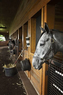 Images Dated 8th August 2011: Thoroughbred horse in stall, Donamire Horse
