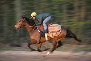 Images Dated 5th May 2007: Thoroughbred racehorse being trained at speed by rider
