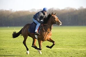 Images Dated 5th May 2007: Thoroughbred racehorse being trained at speed by rider