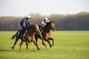 Thoroughbred racehorses being trained at speed by riders