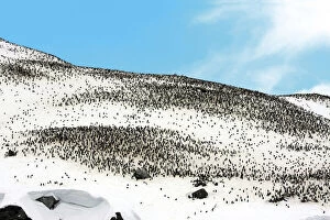 Images Dated 15th August 2012: Thousands of Gentoo penguins and chicks