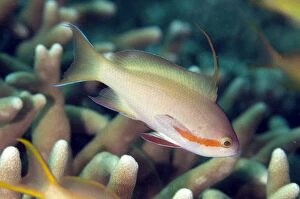 Images Dated 13th December 2008: Threadfin Anthias