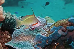 Anthias Prints: Threadfin Anthias- male - Indonesia