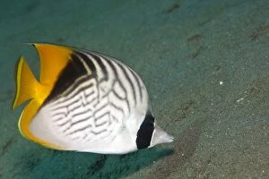 Butterfly Fish Gallery: Threadfin Butterflyfish