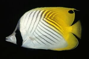 Images Dated 3rd September 2009: Threadfin Butterflyfish - Tropical Indo pacific