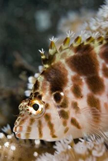 Images Dated 2nd September 2007: Threadfin Hawkfish with tufts