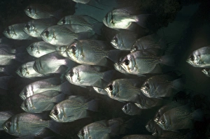 Images Dated 30th December 2005: Threadfin Pearl Perch - found north of Exmouth Western Australia into Papua Newguinea