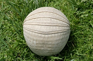 Images Dated 23rd July 2003: Three-Banded Armadillo FG 12426 Curled up in protective position Range: Argentina, Paraguay