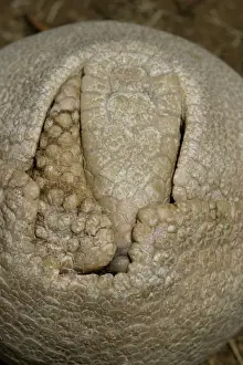Puzzle Prints: Three-Banded Armadillo FG 12427 Curled up in protective position Range: Argentina