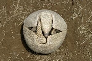 Images Dated 23rd July 2003: Three-Banded Armadillo FG 12428 Beginning to unfold from curled-up protective position Range
