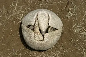 Curled Up Prints: Three-Banded Armadillo FG 12428 Beginning to unfold from curled-up protective position Range: Argentina