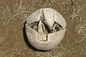 Images Dated 23rd July 2003: Three-Banded Armadillo FG 12429 Opening up from protective curled up position Range: Argentina