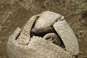 Images Dated 23rd July 2003: Three-Banded Armadillo FG 12430 Opening up from protective curled up position Range: Argentina