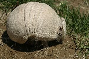 Images Dated 23rd July 2003: Three-Banded Armadillo FG 12431 Range: Argentina, Paraguay, parts of Brazil Tolypeutes matacus ©