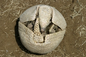 Images Dated 23rd July 2003: Three-Banded Armadillo FG 12443 Opening up from protective curled up position Range: Argentina