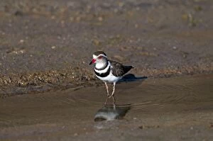 Three-banded Plover - at edge of water
