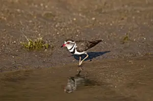 Three Banded Prints: Three-banded Plover - at edge of water - Namibia