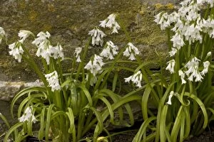 Images Dated 4th May 2006: Three-cornered leek