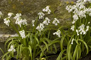 Introduced Prints: Three-cornered leek, Allium triquetrum. Widely naturalised in SW England