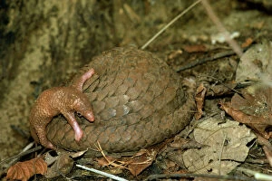 Three-cusped / Tree / White-bellied Pangolin - adult and young