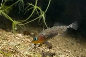 Images Dated 20th April 2010: Three-spined Stickleback - male guarding its eggs